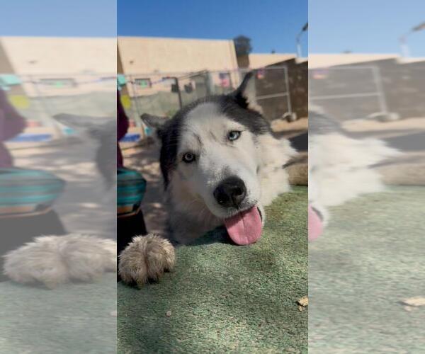 Medium Photo #2 Siberian Husky Puppy For Sale in Santa Maria, CA, USA