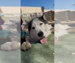 Small #1 Siberian Husky