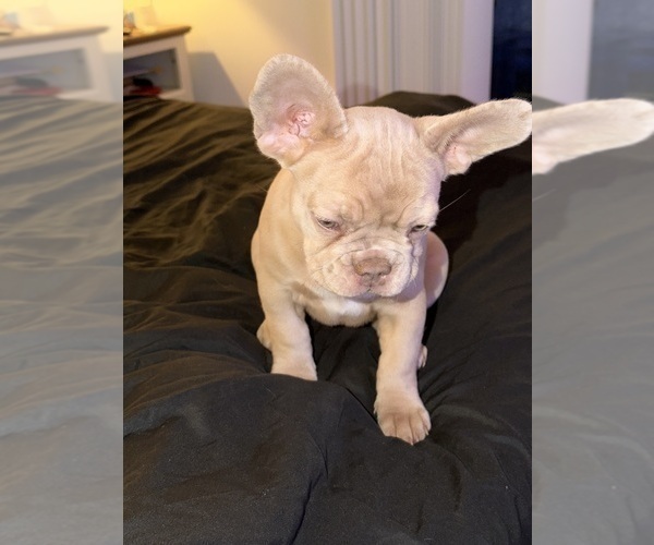 Medium Photo #16 French Bulldog Puppy For Sale in ARVERNE, NY, USA
