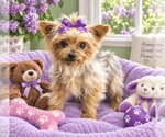 Paulie - Female Mutt Dog for Adoption - Small photo