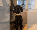 Small #1 German Shorthaired Pointer
