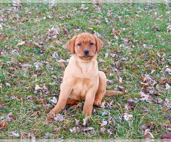 Medium Photo #8 Labrador Retriever Puppy For Sale in SYRACUSE, IN, USA