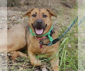 Mutt Dogs for adoption in San Diego, CA, USA