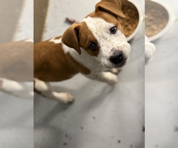 Medium Photo #2 Mutt Puppy For Sale in MIDWAY, UT, USA