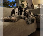 Small #2 Great Dane