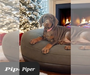 Doberman Pinscher Puppy for sale in POMEROY, OH, USA
