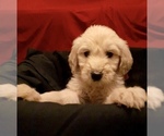 Small #59 Goldendoodle