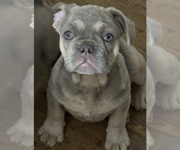 Medium Photo #1 French Bulldog Puppy For Sale in RIVERSIDE, NJ, USA