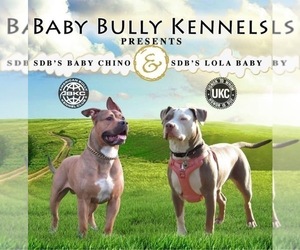 Father of the American Bully puppies born on 01/02/2023