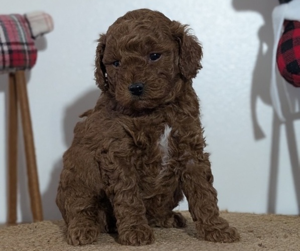 Medium Photo #27 Poodle (Miniature) Puppy For Sale in GOSHEN, IN, USA