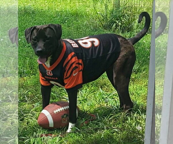 Medium Photo #1 Labrador Retriever-Unknown Mix Puppy For Sale in Germantown, OH, USA