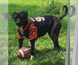 Labrador Retriever-Unknown Mix Dogs for adoption in Germantown, OH, USA