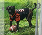 Bottlecap - Male Labrador Retriever-Unknown Mix Dog for Adoption - Small photo