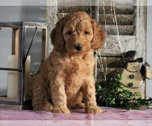 Goldendoodle-Poodle (Miniature) Mix Puppy for sale in FREDERICKSBG, OH, USA