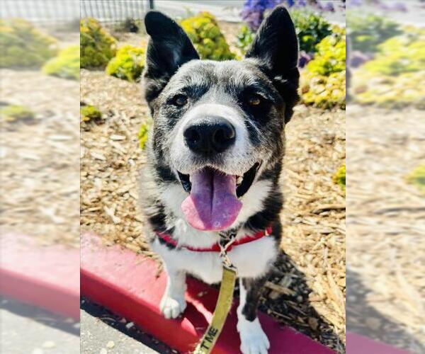 Medium Photo #4 Akita-Siberian Husky Mix Puppy For Sale in Santa Barbara, CA, USA
