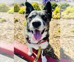 Small #3 Akita-Siberian Husky Mix
