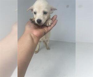 Labrador Retriever-Unknown Mix Dogs for adoption in Houston, TX, USA
