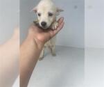 Small Labrador Retriever Mix