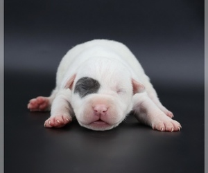 American Bully Puppy for sale in CHAMPAIGN, IL, USA