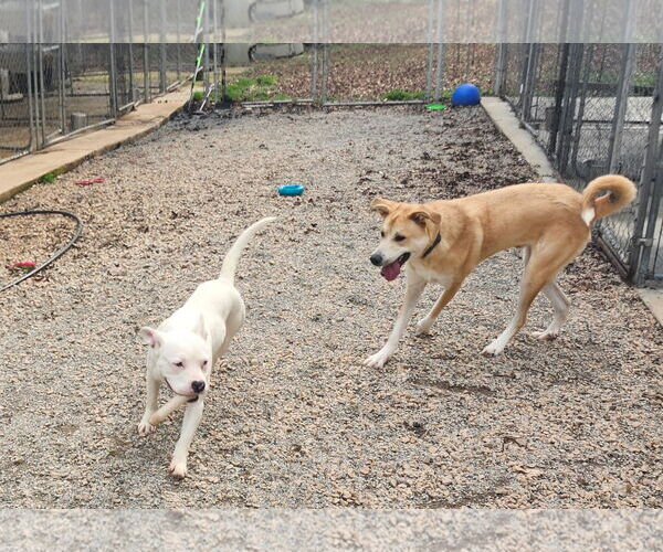 Medium Photo #4 American Pit Bull Terrier-Unknown Mix Puppy For Sale in York, SC, USA