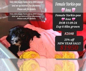 YorkiePoo Puppy for sale in TUCSON, AZ, USA