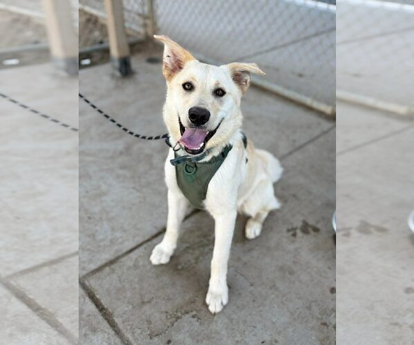 Medium Photo #2 Shepradors Puppy For Sale in Davis, CA, USA