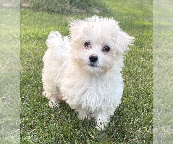 Medium Photo #4 Maltese-Unknown Mix Puppy For Sale in Andover, MN, USA