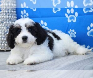 Cavachon Puppy for sale in MARIETTA, GA, USA