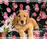 Small #4 Golden Retriever