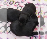 Small Photo #105 Labrador Retriever Puppy For Sale in OLYMPIA, WA, USA