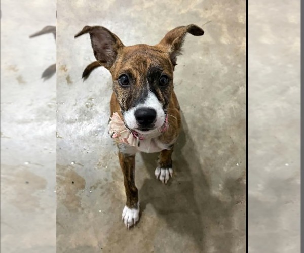 Medium Photo #4 American Pit Bull Terrier-Plott Hound Mix Puppy For Sale in Oakhurst, NJ, USA