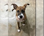 Small Photo #4 American Pit Bull Terrier-Plott Hound Mix Puppy For Sale in Oakhurst, NJ, USA