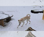 Small #27 Saluki-Whippet Mix