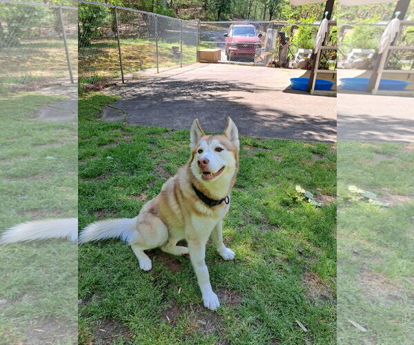 Medium Photo #5 Siberian Husky Puppy For Sale in Cumming, GA, USA