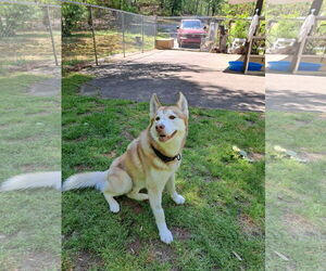 Sev - Male Siberian Husky Dog for Adoption - Photo #5
