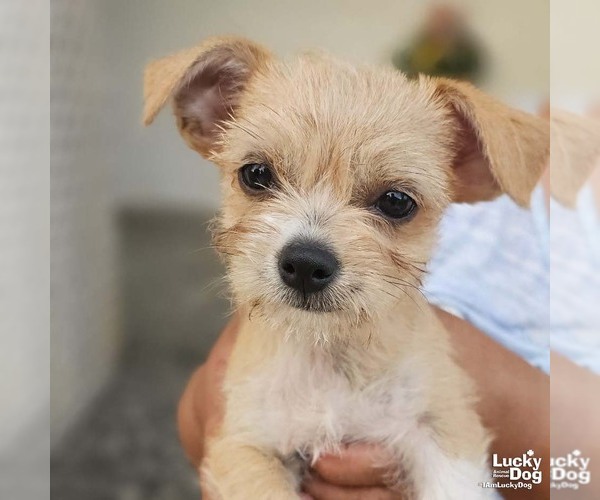 Medium Photo #1 ShiChi Puppy For Sale in Washington, DC, USA