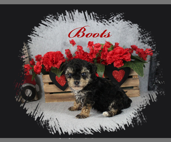 Full screen Photo #6 Poodle (Toy) Puppy For Sale in CHANUTE, KS, USA
