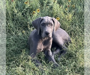 Great Dane Puppy for sale in AMARILLO, TX, USA