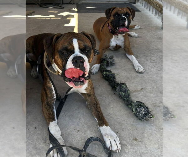Medium Photo #3 Boxer Puppy For Sale in Austin, TX, USA