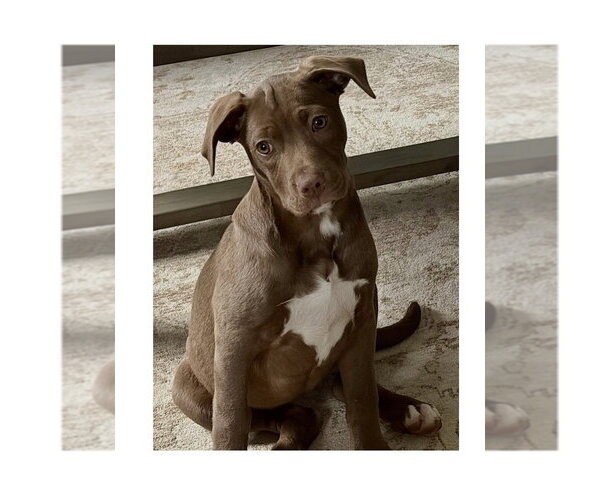 Medium Photo #13 Mutt Puppy For Sale in Mooresville, NC, USA