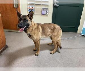 Mutt Dogs for adoption in Pasadena, CA, USA