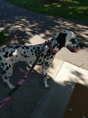 Dalmatian Puppy for sale in HENDERSONVILLE, TN, USA