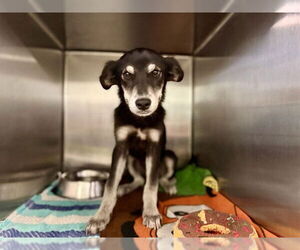 German Shepherd Dog-Siberian Husky Mix Dogs for adoption in Rancho Cucamonga, CA, USA