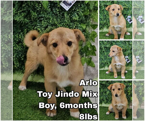 Medium Photo #1 Mutt Puppy For Sale in Seattle, WA, USA