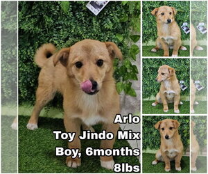 Mutt Dogs for adoption in Seattle, WA, USA