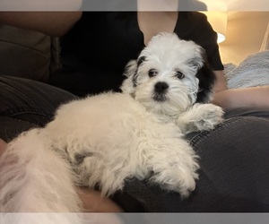 Zuchon Puppy for sale in KEENE, TX, USA