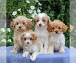 Small #1 Cavapoo