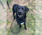 Small #5 Rottweiler-Siberian Husky Mix