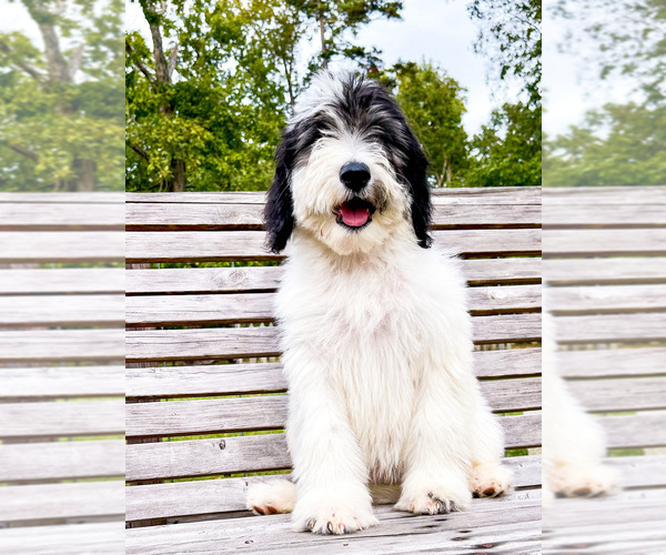 Medium Photo #3 Sheepadoodle Puppy For Sale in PERKINSTON, MS, USA