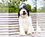 Small Photo #3 Sheepadoodle Puppy For Sale in PERKINSTON, MS, USA